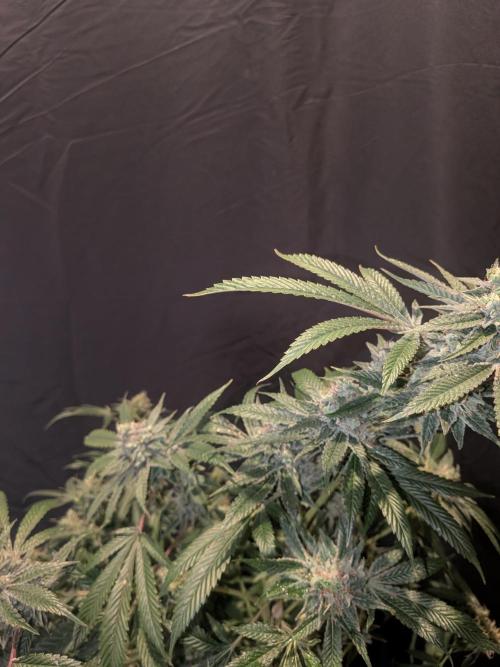Devil Cookies One | USA Genetics 2026. Week 18