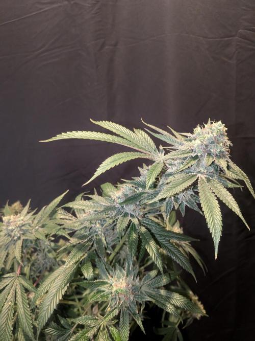 Devil Cookies One | USA Genetics 2026. Week 18