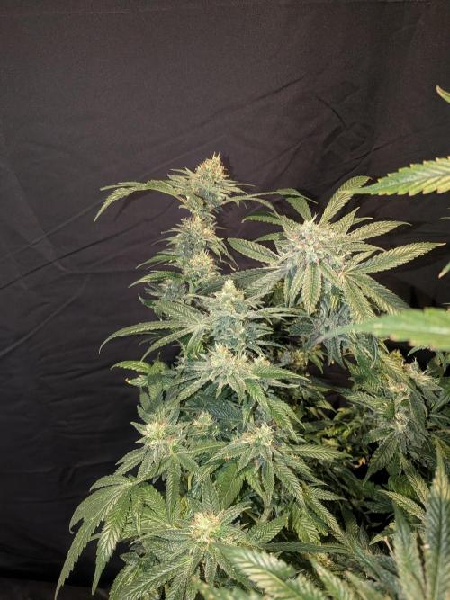 Devil Cookies One | USA Genetics 2026. Week 18