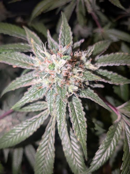 Devil Cookies One | USA Genetics 2026. Week 18