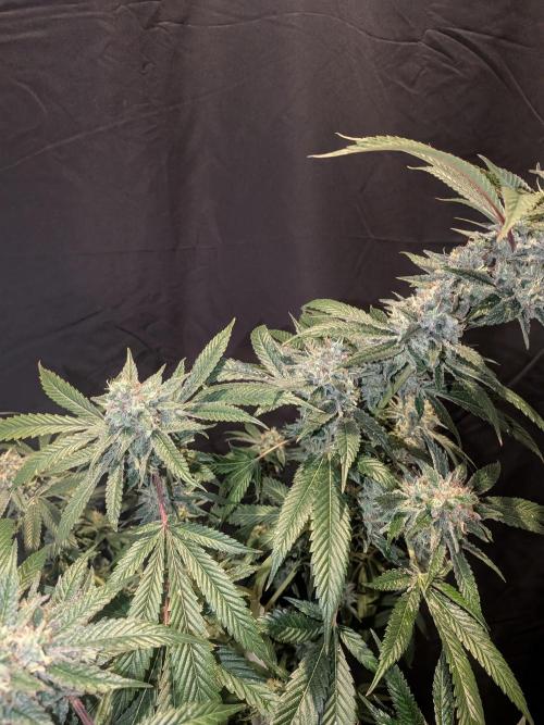 Devil Cookies One | USA Genetics 2026. Week 18