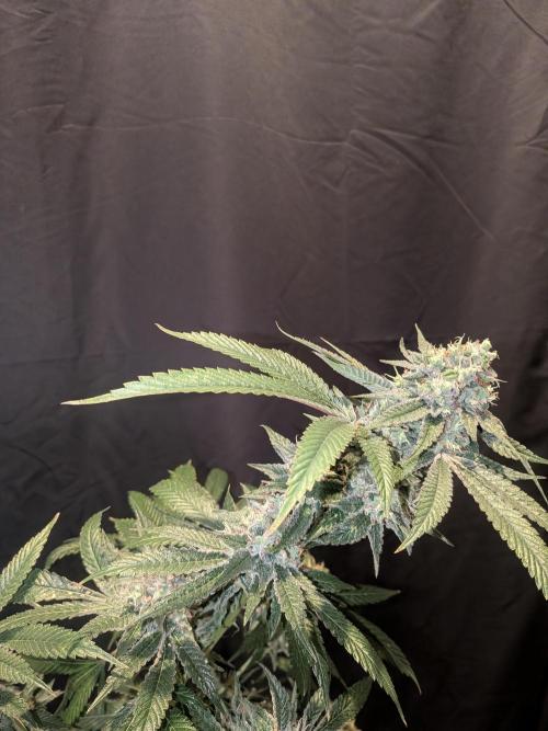 Devil Cookies One | USA Genetics 2026. Week 18