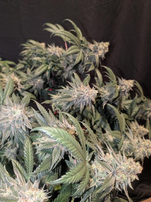 Mellow Jelly | Exclusive Zamnesia. Week 18