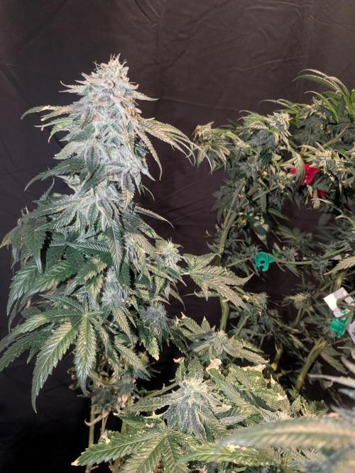 Mellow Jelly | Exclusive Zamnesia. Week 18