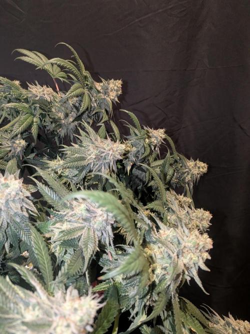 Mellow Jelly | Exclusive Zamnesia. Week 18