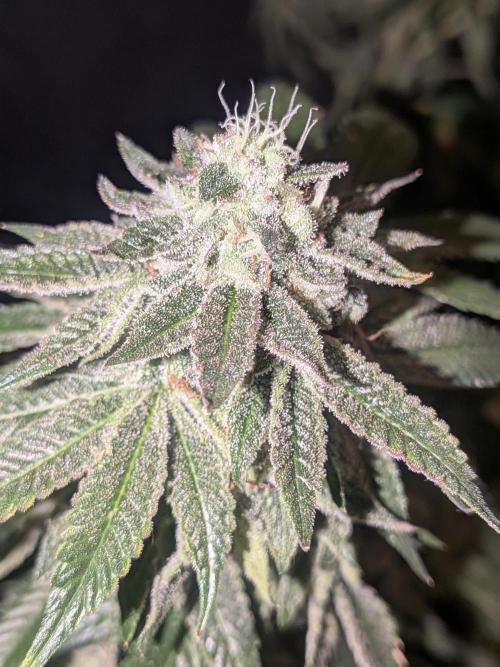 Mellow Jelly | Exclusive Zamnesia. Week 18