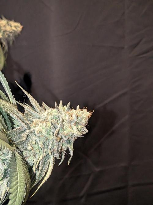 Mellow Jelly | Exclusive Zamnesia. Week 18