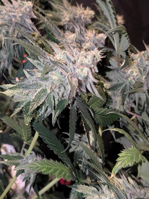 Mellow Jelly | Exclusive Zamnesia. Week 18