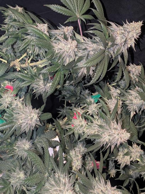 Mellow Jelly | Exclusive Zamnesia. Week 18
