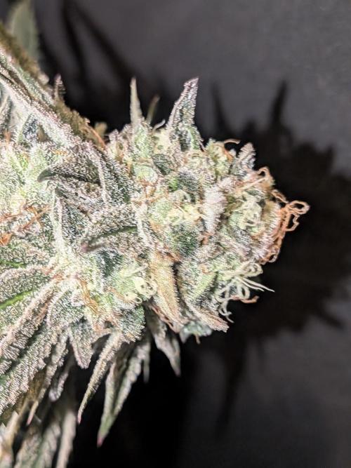 Mellow Jelly | Exclusive Zamnesia. Week 18