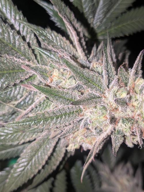 Mellow Jelly | Exclusive Zamnesia. Week 18