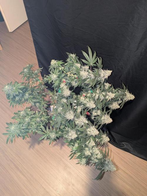 Mellow Jelly | Exclusive Zamnesia. Week 18