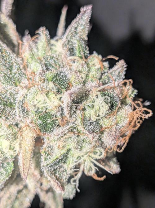 Mellow Jelly | Exclusive Zamnesia. Week 18