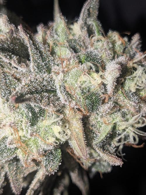 Mellow Jelly | Exclusive Zamnesia. Week 18