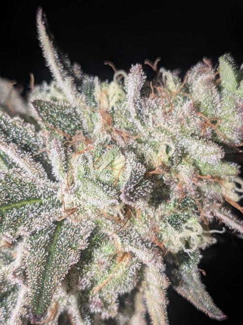 Mellow Jelly | Exclusive Zamnesia. Week 18