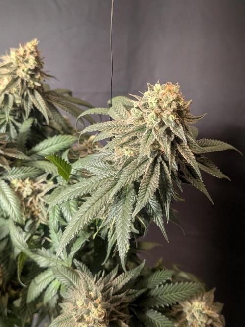 Mellow Jelly | Exclusive Zamnesia. Week 19