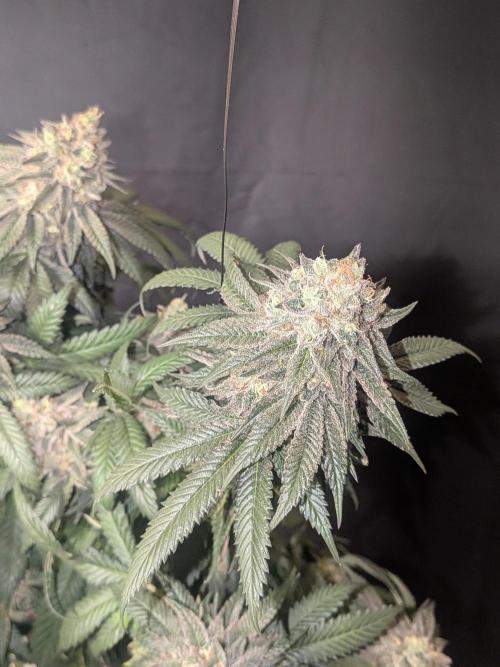 Mellow Jelly | Exclusive Zamnesia. Week 19