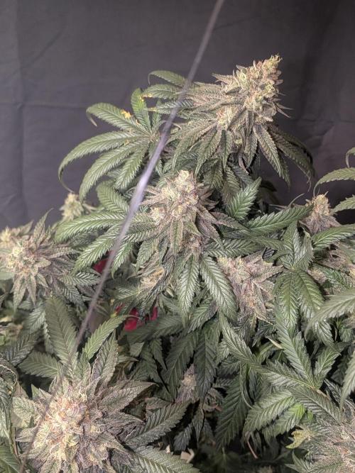 Mellow Jelly | Exclusive Zamnesia. Week 19