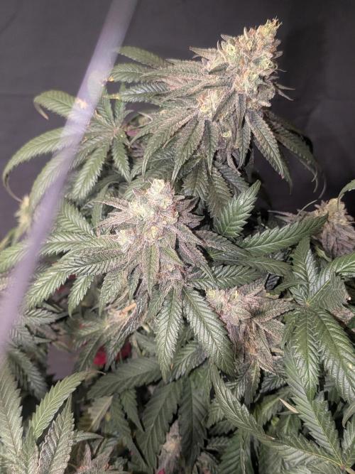 Mellow Jelly | Exclusive Zamnesia. Week 19