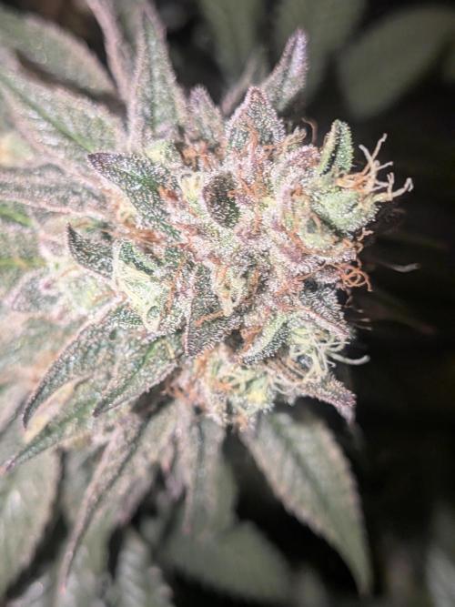 Mellow Jelly | Exclusive Zamnesia. Week 19