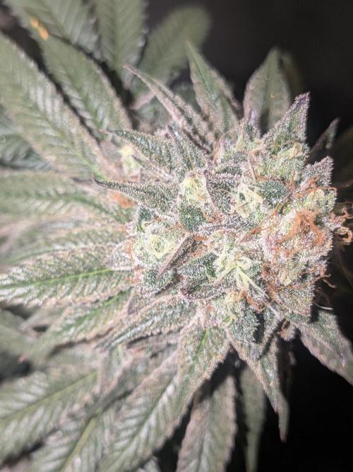 Mellow Jelly | Exclusive Zamnesia. Week 19