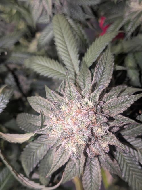 Mellow Jelly | Exclusive Zamnesia. Week 19