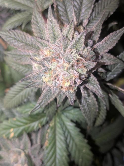 Mellow Jelly | Exclusive Zamnesia. Week 19