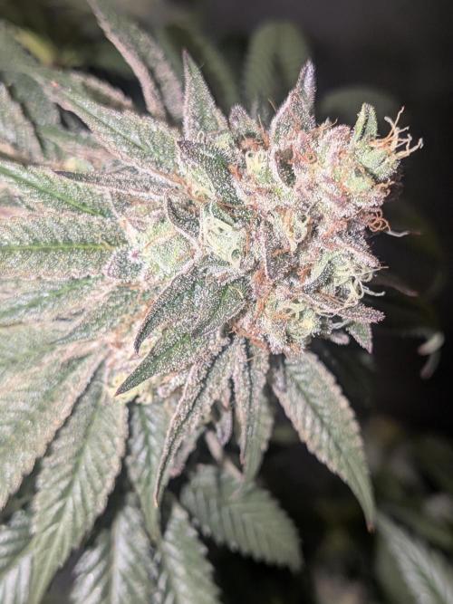 Mellow Jelly | Exclusive Zamnesia. Week 19