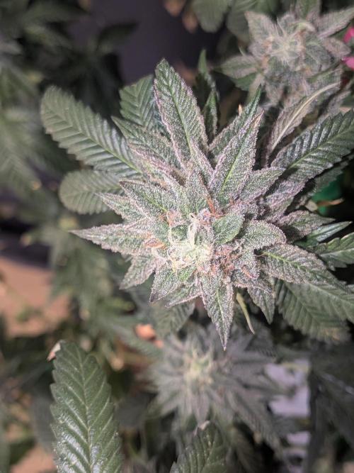 Mellow Jelly | Exclusive Zamnesia. Week 19