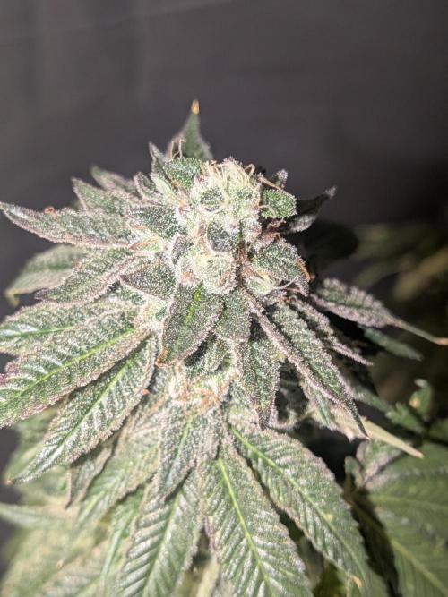 Mellow Jelly | Exclusive Zamnesia. Week 19