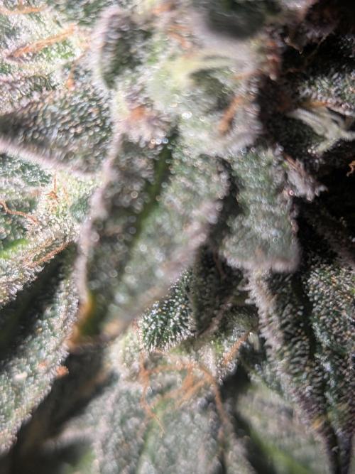 Mellow Jelly | Exclusive Zamnesia. Week 19