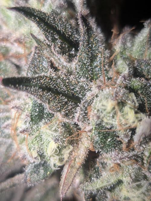 Mellow Jelly | Exclusive Zamnesia. Week 19