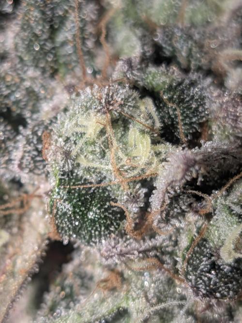 Mellow Jelly | Exclusive Zamnesia. Week 19