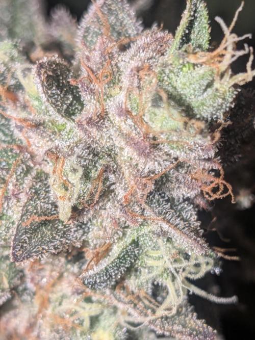 Mellow Jelly | Exclusive Zamnesia. Week 19