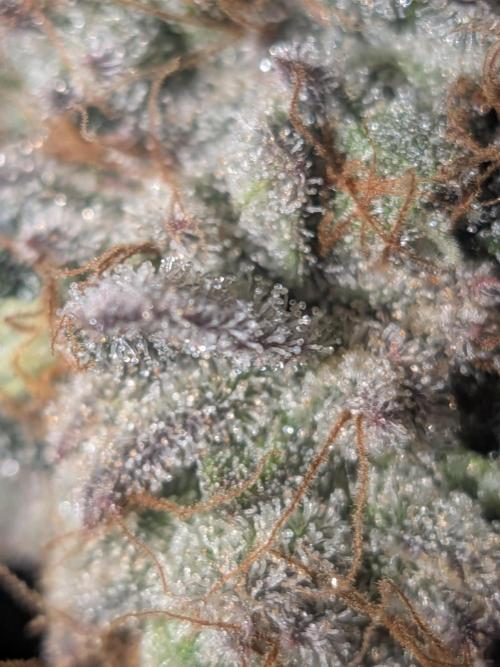 Mellow Jelly | Exclusive Zamnesia. Week 19