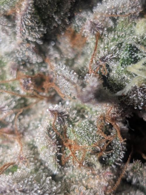 Mellow Jelly | Exclusive Zamnesia. Week 19
