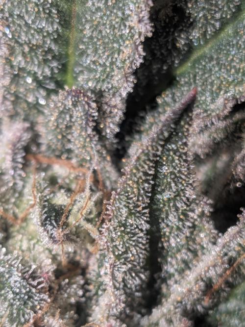 Mellow Jelly | Exclusive Zamnesia. Week 19