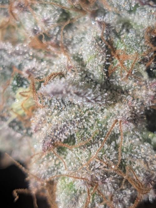 Mellow Jelly | Exclusive Zamnesia. Week 19