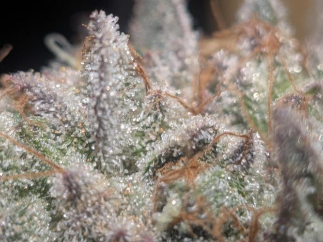 Mellow Jelly | Exclusive Zamnesia. Week 19