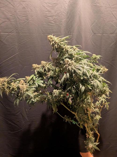 Mellow Jelly | Exclusive Zamnesia. Week 19