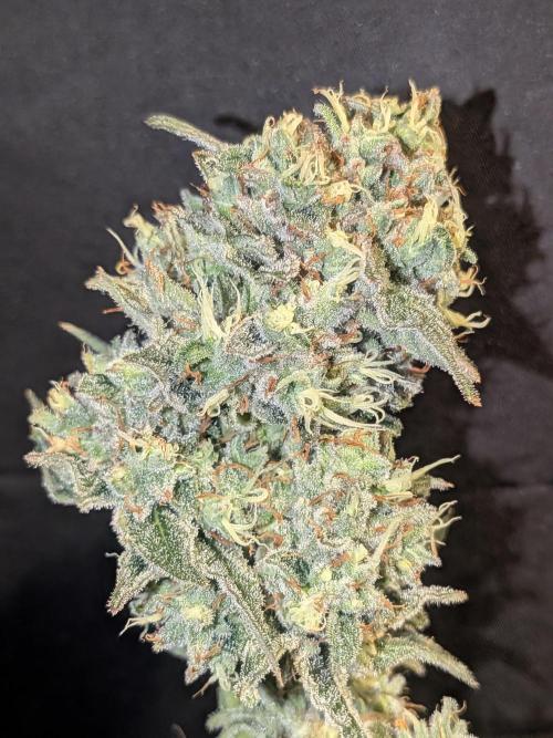 Devil Cookies One | USA Genetics 2026. Week 19