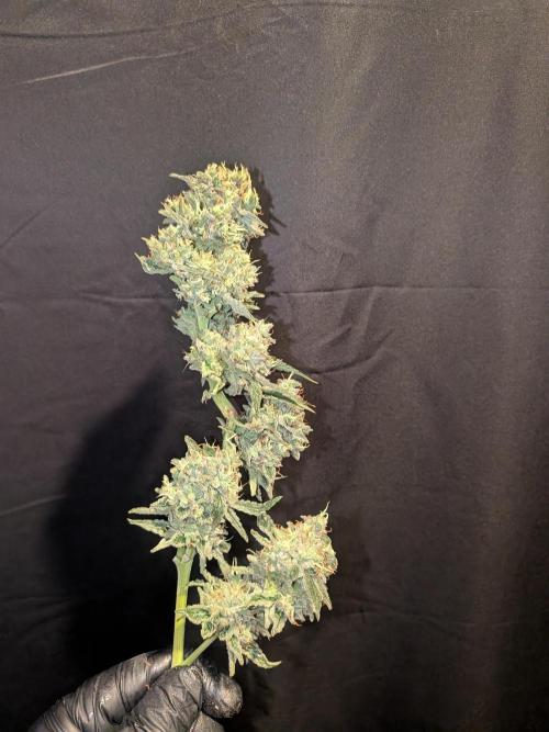 Devil Cookies One | USA Genetics 2026. Week 19