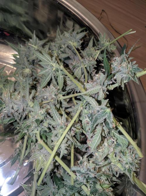 Devil Cookies One | USA Genetics 2026. Week 19