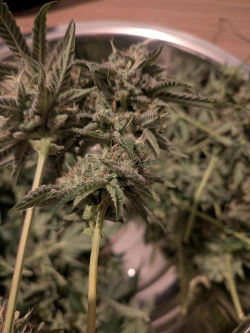 Devil Cookies One | USA Genetics 2026. Week 19