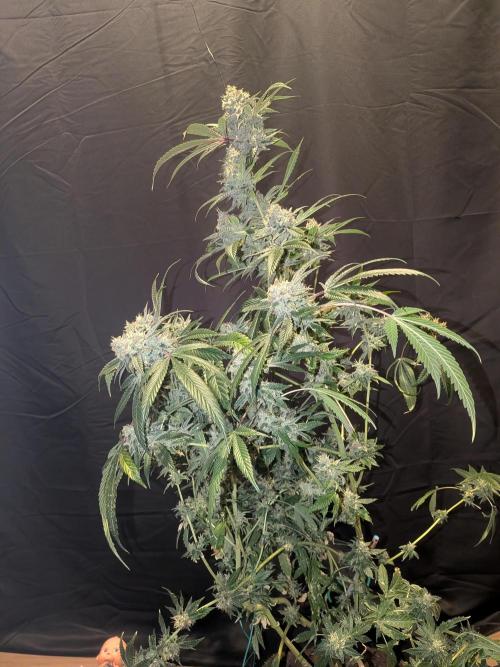 Devil Cookies One | USA Genetics 2026. Week 19