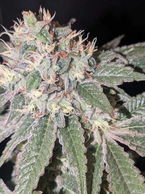 Devil Cookies One | USA Genetics 2026. Week 19