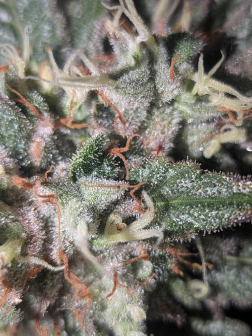Devil Cookies One | USA Genetics 2026. Week 19