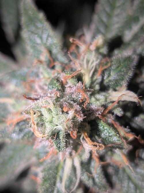Devil Cookies One | USA Genetics 2026. Week 19