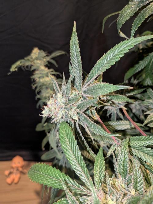 Devil Cookies One | USA Genetics 2026. Week 19