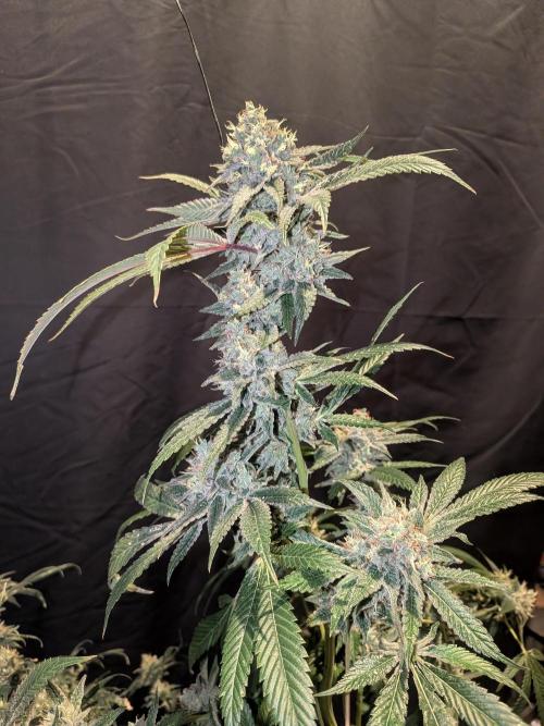 Devil Cookies One | USA Genetics 2026. Week 19